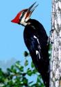 woodpecker.jpg