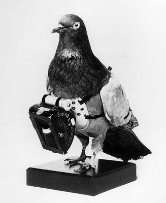 carrier_pigeon.jpg